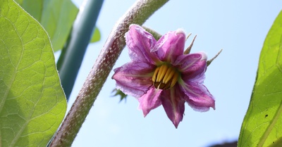 Blüte der Aubergine Blüte der Aubergine
