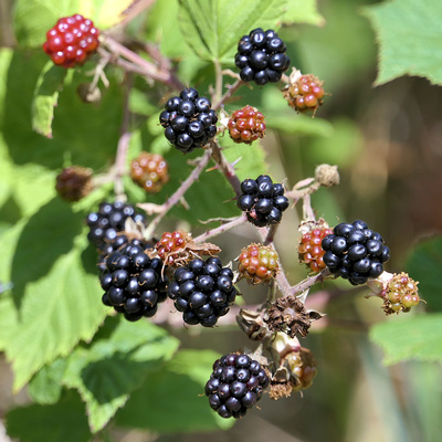 Brombeeren Brombeeren