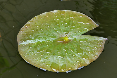 Nach dem Regen Nach dem Regen