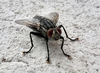 graue Fleischfliege kommt groß raus graue Fleischfliege kommt groß raus