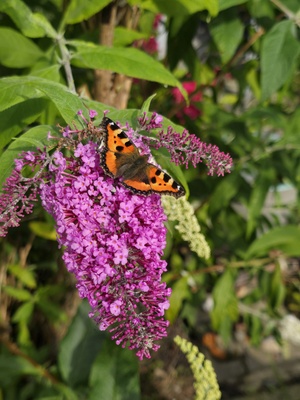 Schmetterling auf Flieder Schmetterling auf Flieder