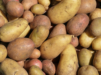 Kartoffelernte Kartoffelernte