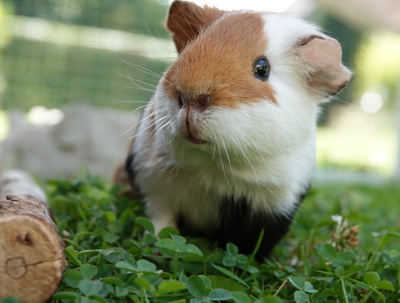 Meerschweinchen im Gras Meerschweinchen im Gras