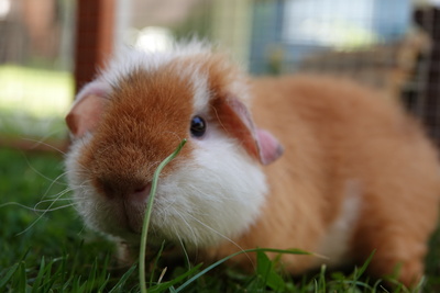 Meerschweinchen US Teddy Meerschweinchen US Teddy
