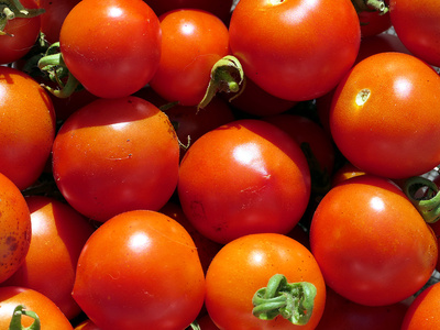 Tomaten Ernte Tomaten Ernte