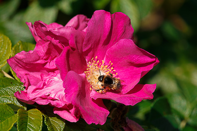 Hummel auf Nektarsuche Hummel auf Nektarsuche