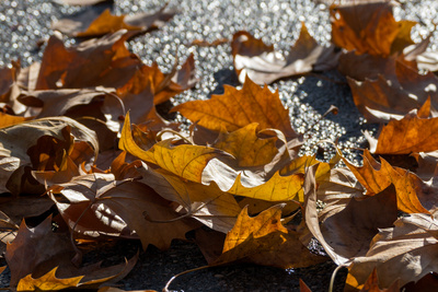 Herbstblatt Herbstblatt