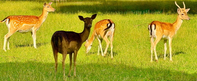 Rehwild im Park