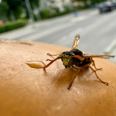 Polistes Feldwespe Polistes Feldwespe