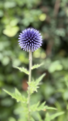 Ruthenische Kugeldistel Ruthenische Kugeldistel