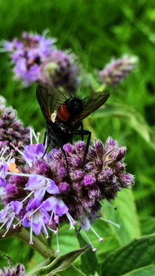 Fliege - Nowickia Ferox Fliege - Nowickia Ferox