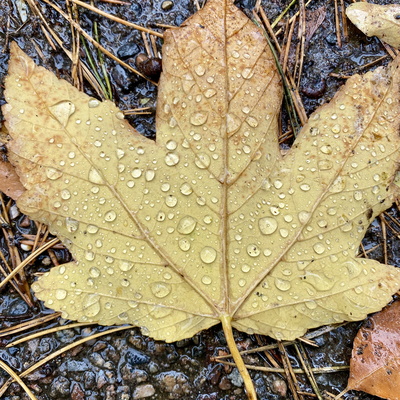 Ahornblatt