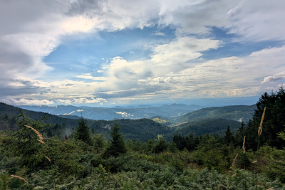 black forest black forest