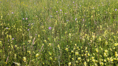 Sommerwiese Sommerwiese