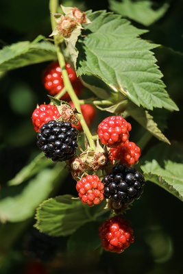 Brombeeren im Garten Brombeeren im Garten