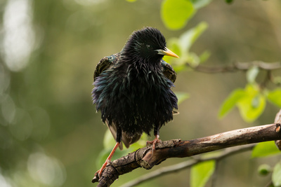 Junger Star bereit zum Abflug Junger Star bereit zum Abflug