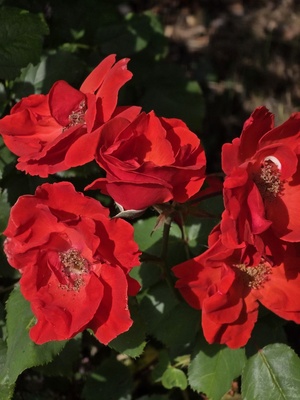Rote Rosen Rote Rosen