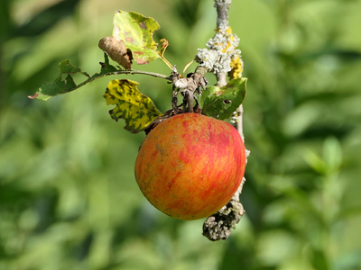 Bio Apfel - 2025 Bio Apfel - 2025
