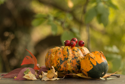 Herbstzeit   - Kürbiszeit