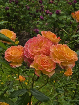 Schöne Rosen