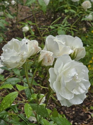 Weiße Rosen