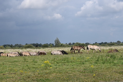 Wildpferde im Naturschutz