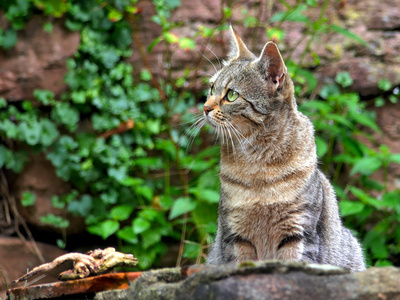 Katze im Garten