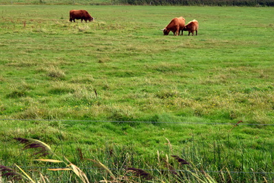 Galloways mit Kalb