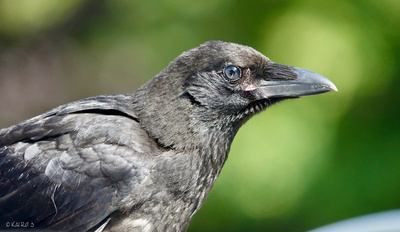 Krähenjungvogel