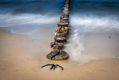 Bune in Zingst