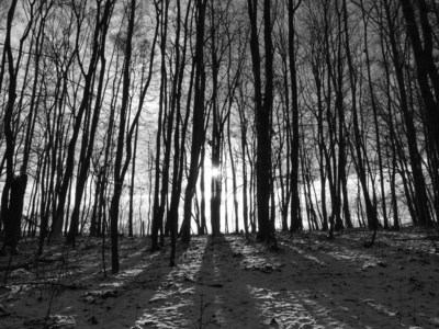 Winterwald Winterwald