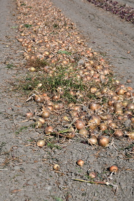 Zwiebelernte Zwiebelernte