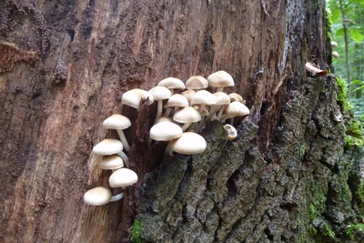 Pilze im Herbst Pilze im Herbst