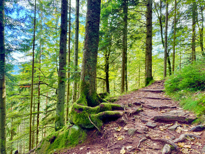 Wanderweg am Sankenbachwasserfall Wanderweg am Sankenbachwasserfall