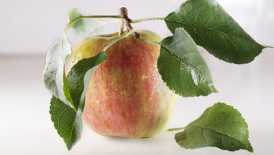 Ein zweiter Apfel Ein zweiter Apfel