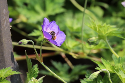 Fleißiges Bienchen Fleißiges Bienchen