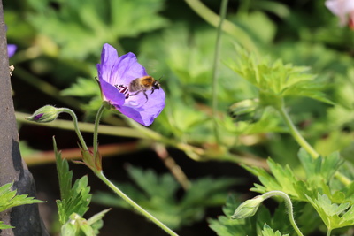 Fleißiges Bienchen auf dem Weg zur nächsten Blüte Fleißiges Bienchen auf dem Weg zur nächsten Blüte