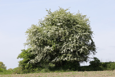 Eingriffeliger Weißdorn in Blüte Eingriffeliger Weißdorn in Blüte