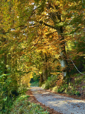 Herbstlicher Wanderweg mit Buchen Herbstlicher Wanderweg mit Buchen