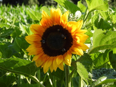 sonnenblume sonnenblume