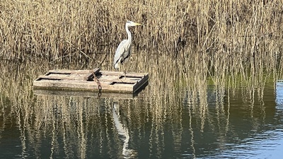 Graureiher in Wartestellung
