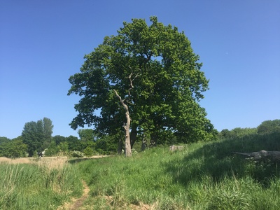 Eiche bei Büstorf an der Schlei Eiche bei Büstorf an der Schlei