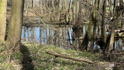 Tümpel in Petriholz bei Rieseby im Frühjahr Tümpel in Petriholz bei Rieseby im Frühjahr