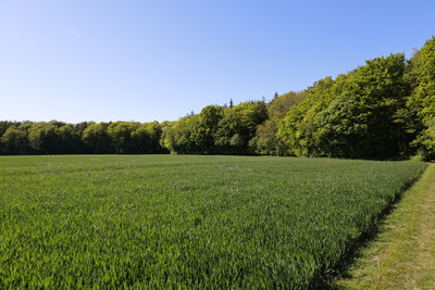 Durch Feld und Wald im Frühsommer Durch Feld und Wald im Frühsommer