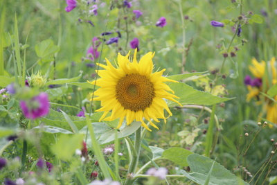 Sonnenblume am Feldrand Sonnenblume am Feldrand