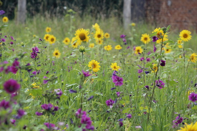 Sonnenblumen im Feld Sonnenblumen im Feld