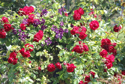 Üppige Rosenblüte Üppige Rosenblüte