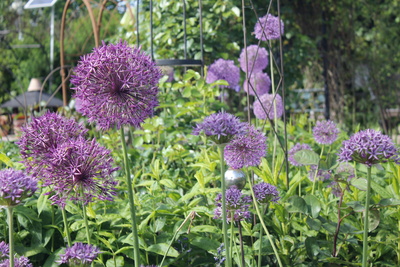 Alliumgarten Alliumgarten