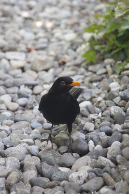 Neugierige Amsel im Garten Neugierige Amsel im Garten