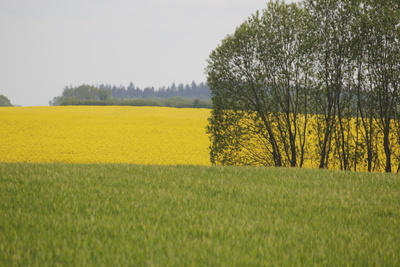 Rapsfeld im Frühjahr Rapsfeld im Frühjahr